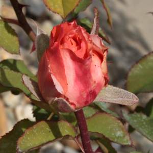 Rosa Emilien Guillot - orange - Nostalgische rosen